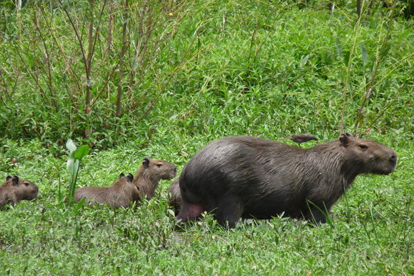 Capybaras wandering across the lawn