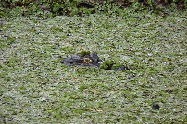 a camouflaged caiman waiting for his next victim