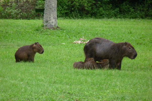 more capybaras