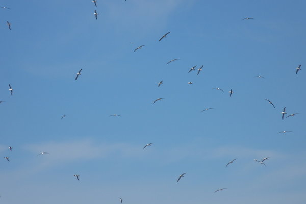approaching Steeple Jason - the skies are full of black-browed albatross