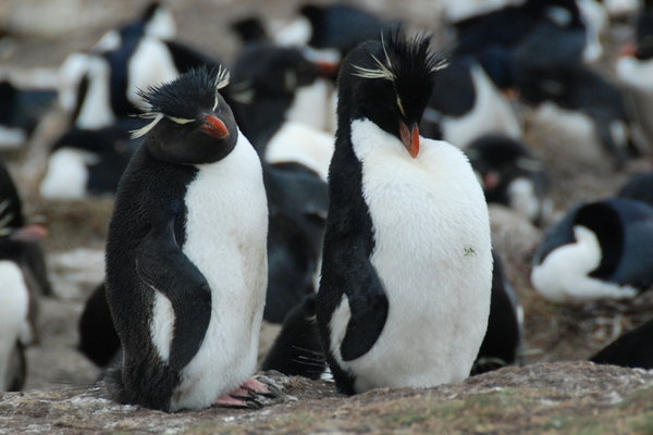 Saunders Island & its penguins