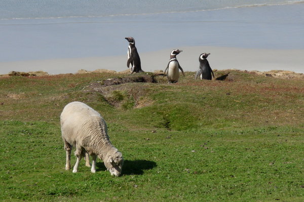 Saunders Island & its penguins