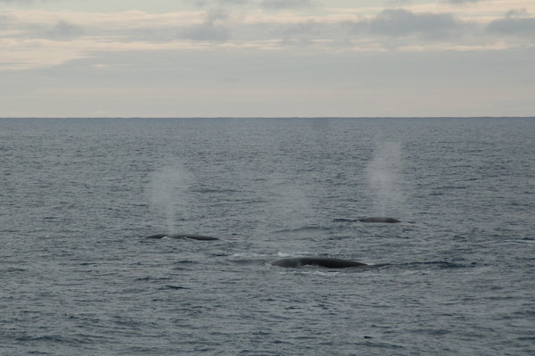 Fin Whales - taking a breather