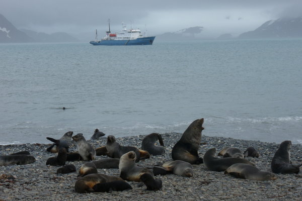 the landing beach - full of fur seals