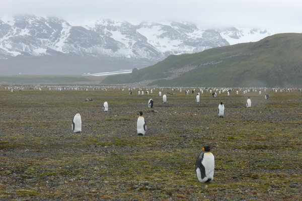 crossing the plains towards the penguin colony