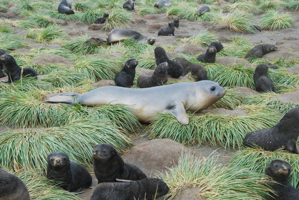 an elephnat seal pup trying to hide in amongst the fur seal pups