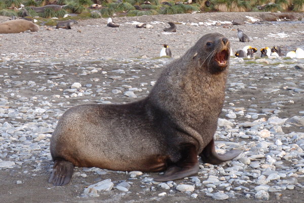 a male Antarctic fur seal patroling his territory