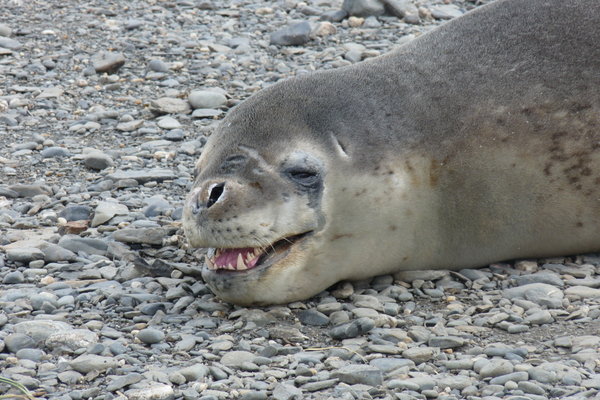 a leopard seal snarling and showing off his teeth