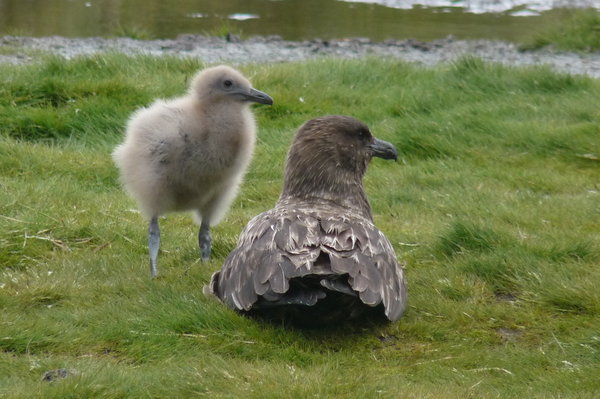 a skua and chick