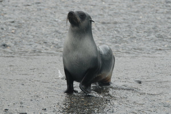 a fur seal returning from a hard days fishing - well krilling