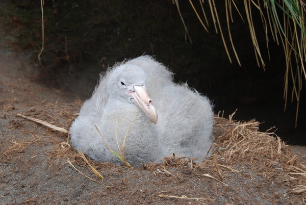 a giant petrel chick in its tussac grass nest