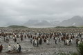 the King penguin colony
