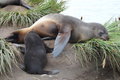 a female fur seal suckling her pup