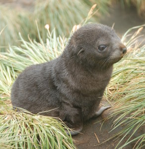 Antarctic Fur Seal Pup