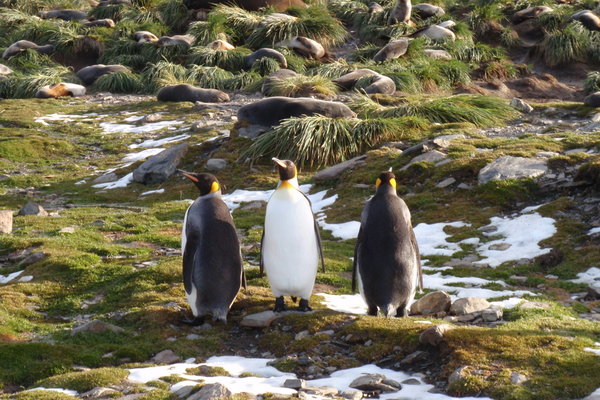 king penguins soaking up the evening sun at Fortuna Bay