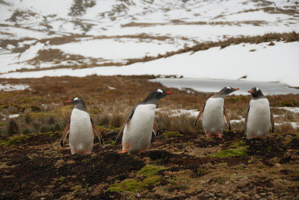 the 4 gentoo penguins that walked up the hill to investigate us at Godthul