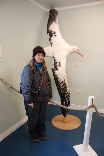 these wandering albatrosses are quite big really