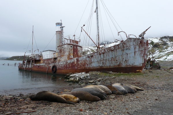 Grytviken - elephant seals relaxing next to a whaling boat