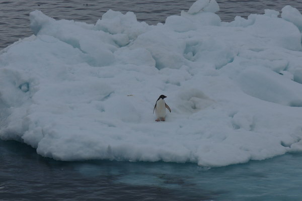 an adelie penguin taking a breather on an ice floe