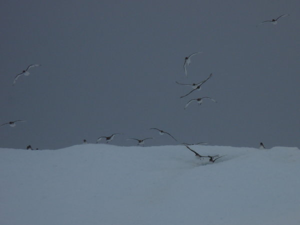antarctic petrels taking off from an ice floe