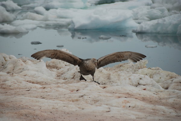 a giant petrel on a particularly grubby piece of ice