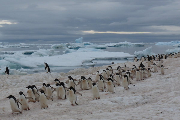 Paulet Island - penguins on the move