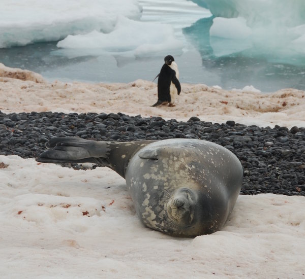 Paulet Island - a contented Weddell seal