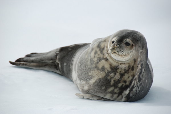 a bemused Weddell seal watches our progress 