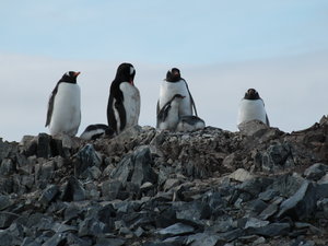 Esperanza Base - the Gento penguin colony