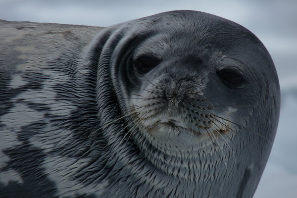 A curious Weddell Seal