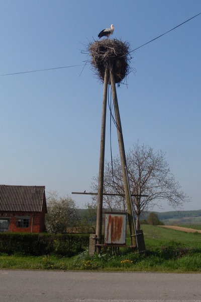 Croatia - village stork