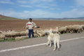 two friendly Kangal dogs guarding their flock