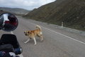 a not so friendly Kangal dog chasing us down the road