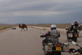 and its true - camels' crossing