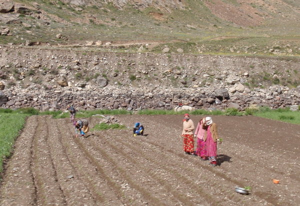 women working in the fields
