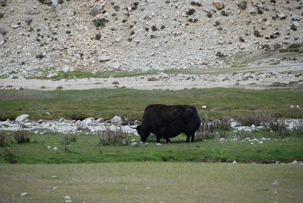 our first yak sighting