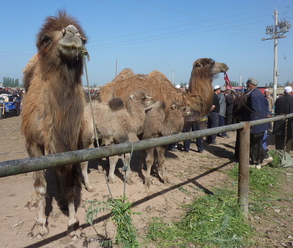 the camel section