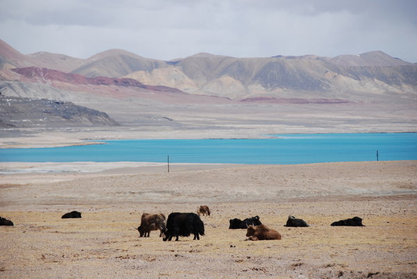 and yet another lake but this one has scenically placed yaks