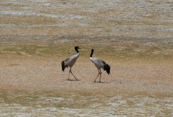 blacked necked cranes