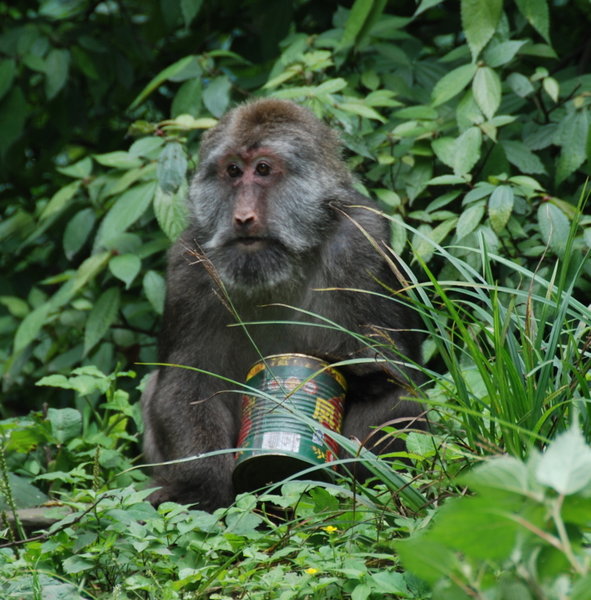 a contented macaque with his booty