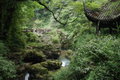 the tropical forests of Emei Shan's slopes