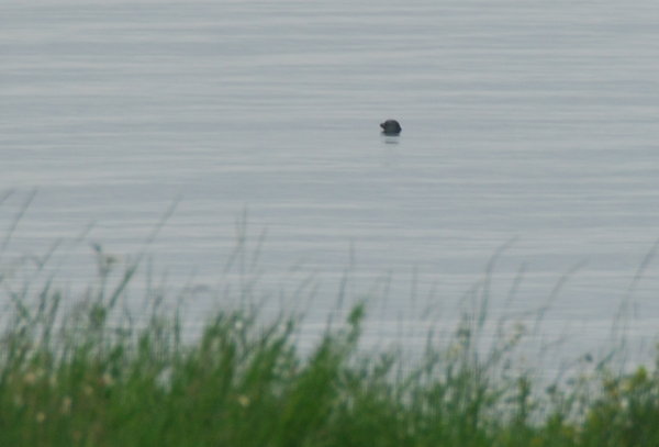 another blurred Nerpa seal