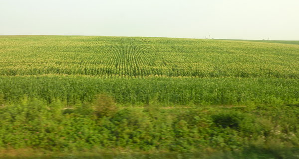 one of the many fields of crops stretching away to the horizon