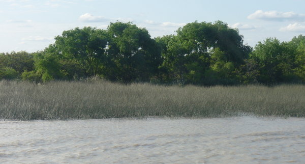 up close to the vegetation on one of the smaller canals