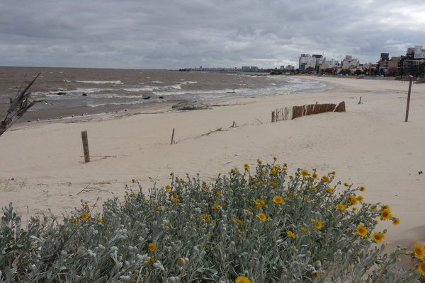 the wide sandy beaches of Montevideo