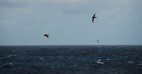 ....birds circling the ship, which brings out...