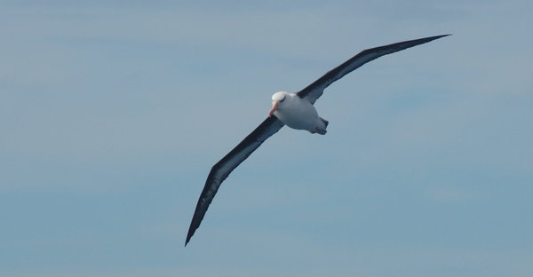 a black-browed albatross 
