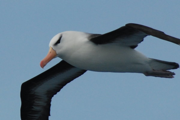 a black-browed albatross up close