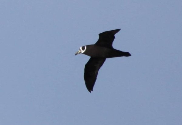  a Spectacled Petrel