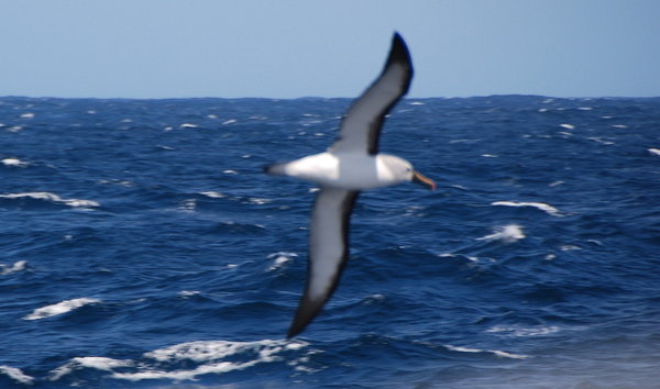 a (very blurred) Atlantic Yellow-nosed Albatross